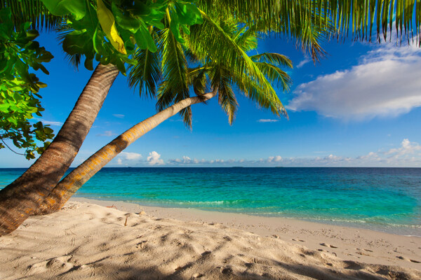 大海椰子树风光图片