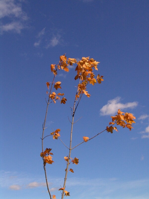 蓝天下的一棵枫树