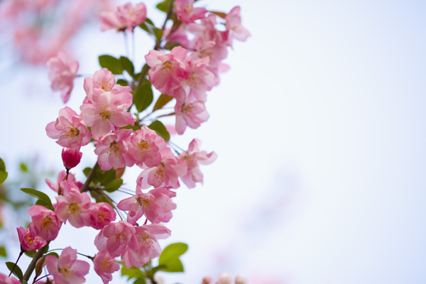 盛放着粉红樱花的花枝特写图片图片