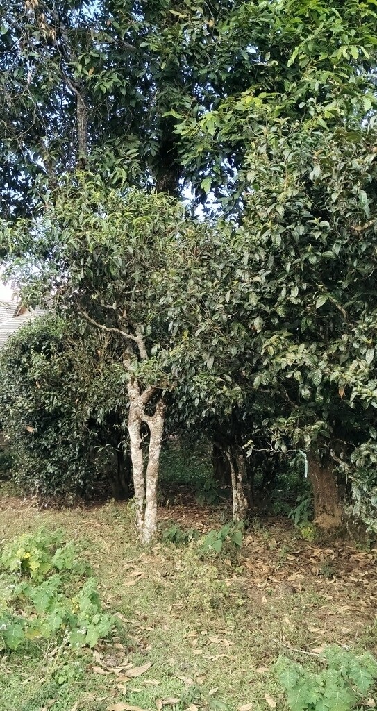 乔木茶树