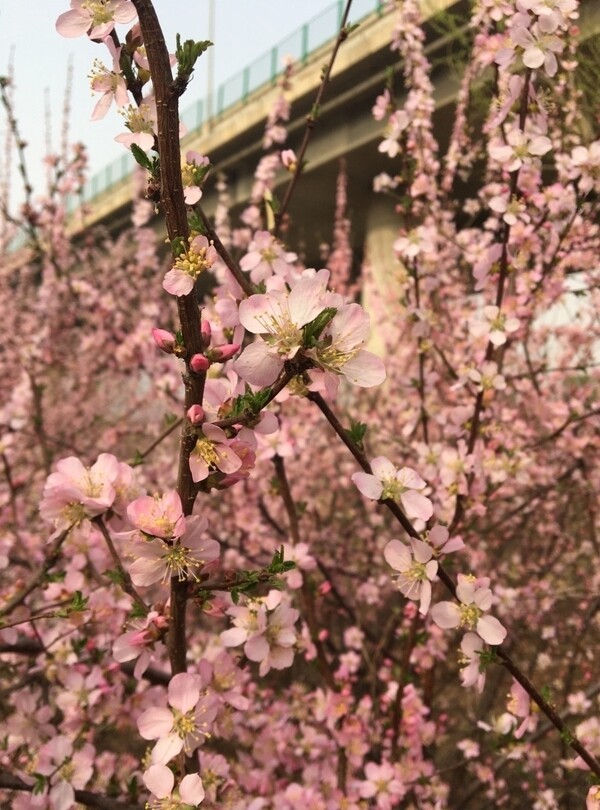 桃花桃树花开春天三月