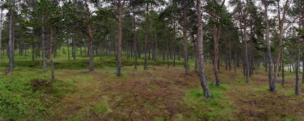 树林宽幅风景摄影图片