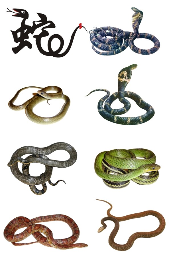 蛇眼镜蛇青蛇肉食蛇响尾蛇图片