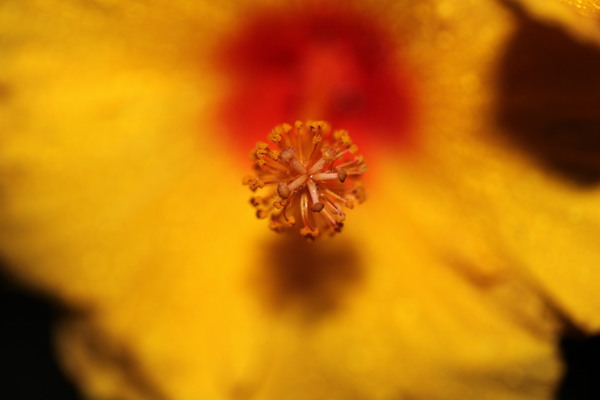 木槿花特写