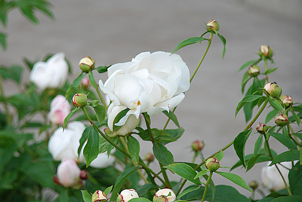 校园芍药花图片