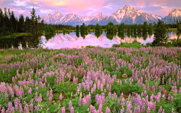 树植物水风景