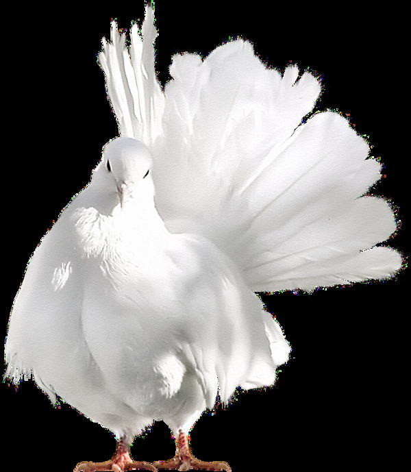 白色鸽子抽象节日元素