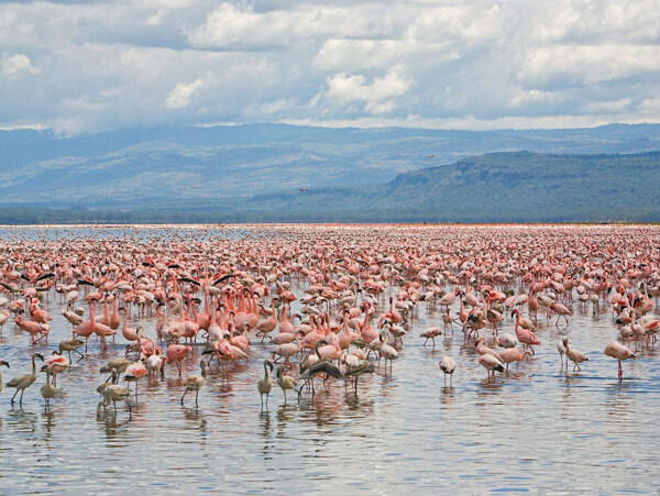 肯尼亚那库鲁湖公园火烈鸟图片
