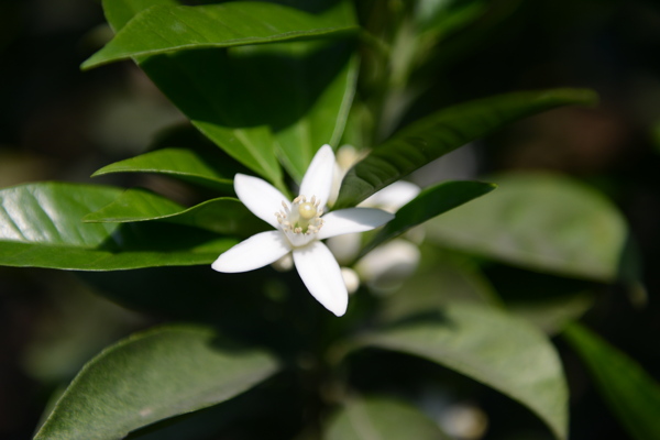 脐橙花开图片