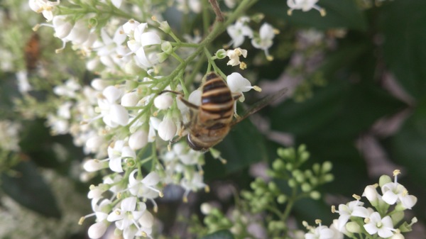 微距蜜蜂采蜜图片