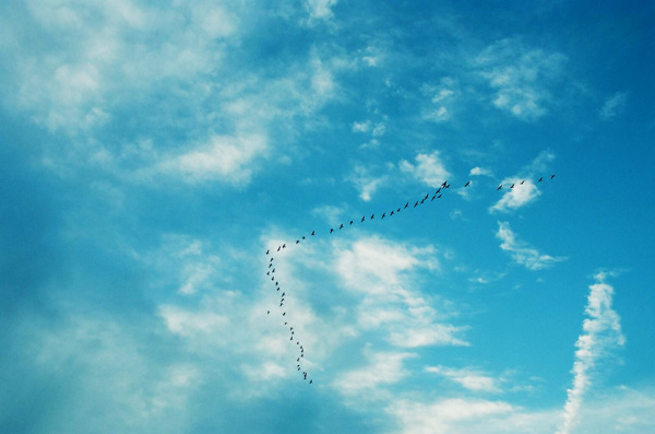 蓝天中的大雁图片