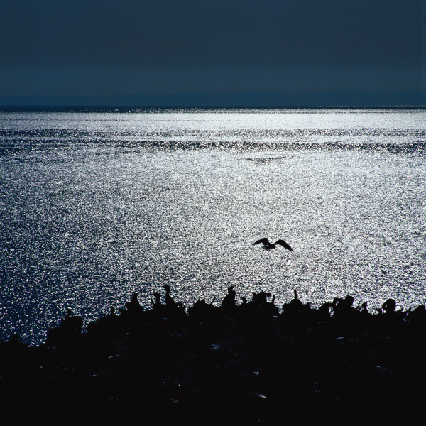 海面飞翔海鸥景色图片