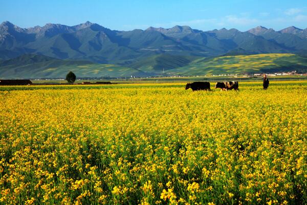 油菜花图片