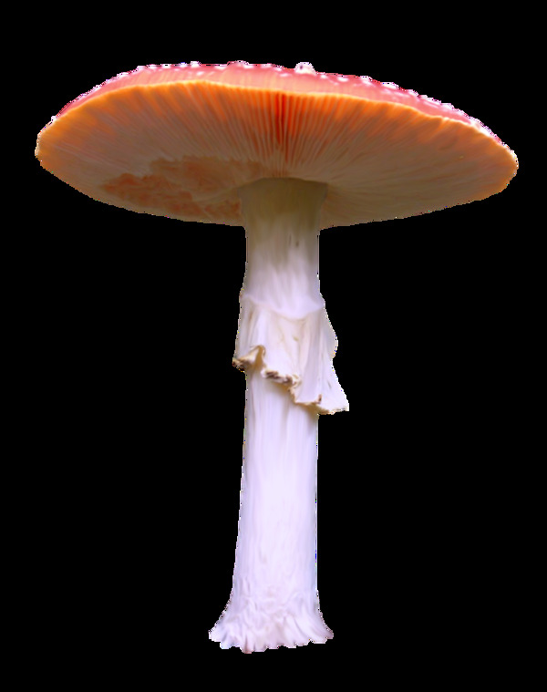 手绘大型蘑菇元素