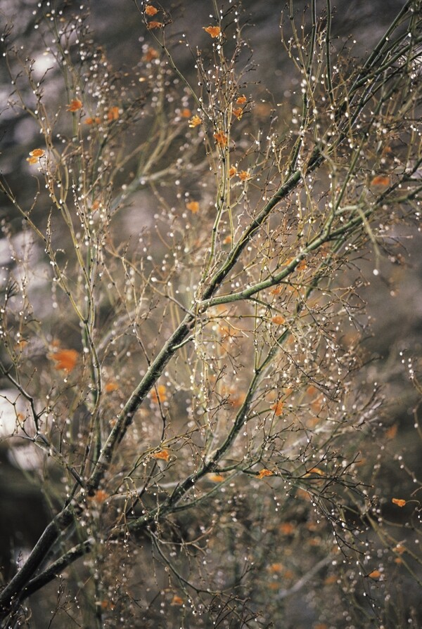 碎花树枝特写特写图片图片