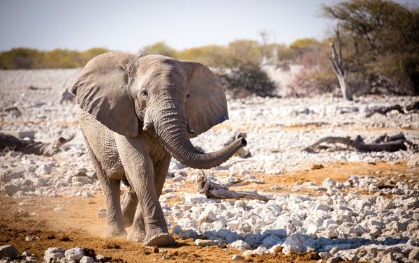 野外散步的大象图片