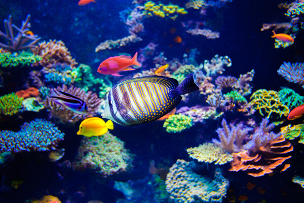 海底游动的鱼和美丽珊瑚图片