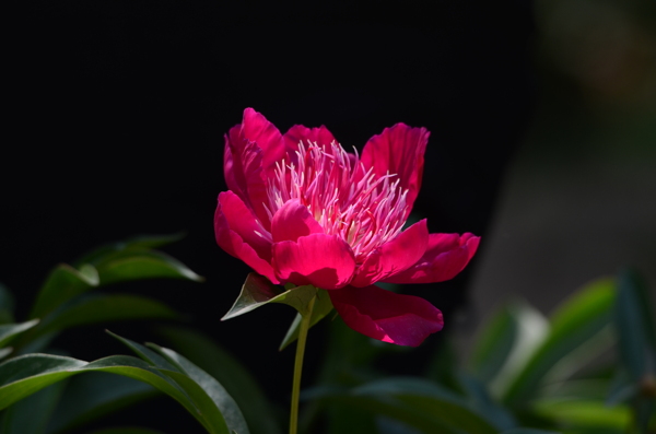 高清红色芍药花图片