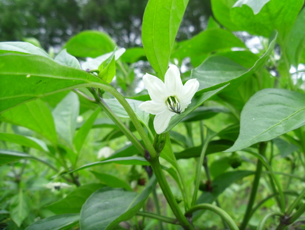 辣椒花图片