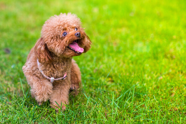 贵宾犬图片