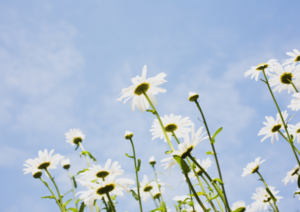 高清图库素材阳光鲜花