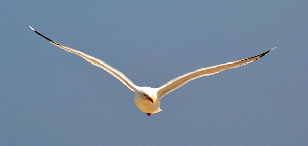 飞翔海鸟图片
