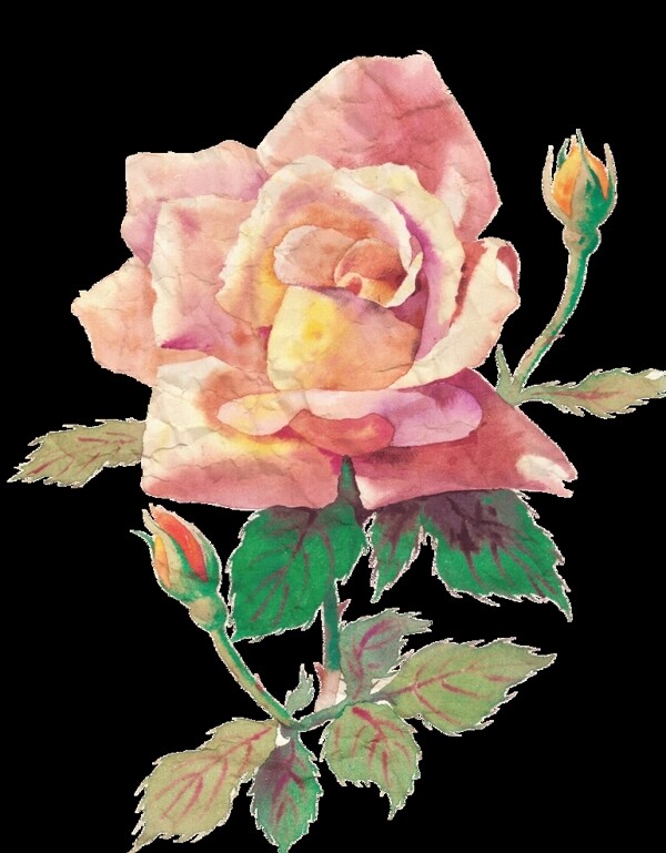 手绘粉色玫瑰红图片