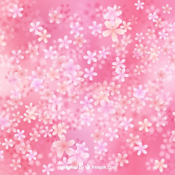 樱花盛开在粉红色的背景上