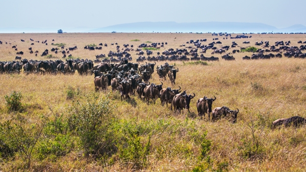 非洲大草原动物迁徙图片