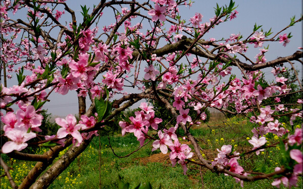 桃花图片