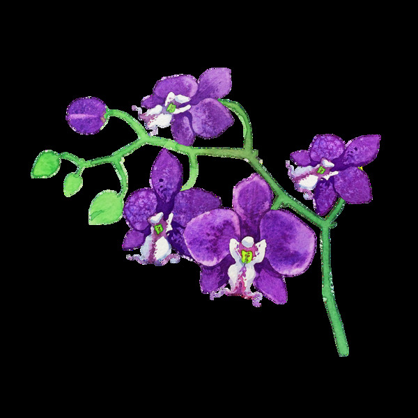 紫色杜鹃透明装饰素材