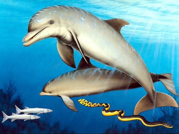 海豚手绘动物画03海