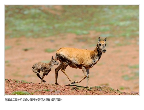 藏羚羊图片