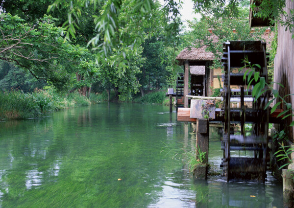 树植物水风景