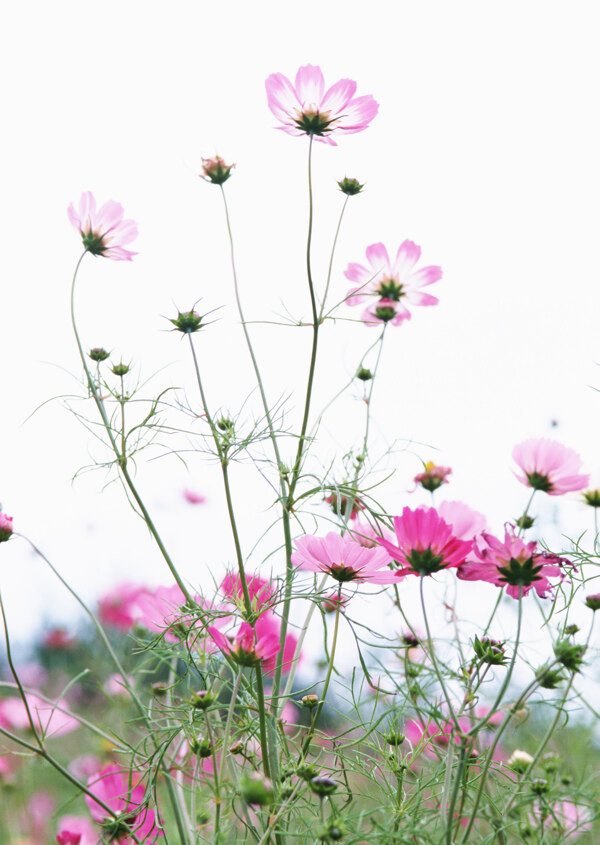 高清图库素材阳光鲜花