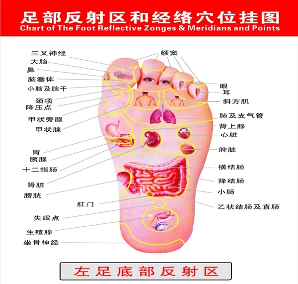 足部反射区穴位图左图图片