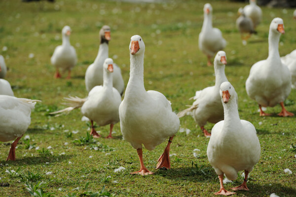 草地上蹒跚的大白鹅图片