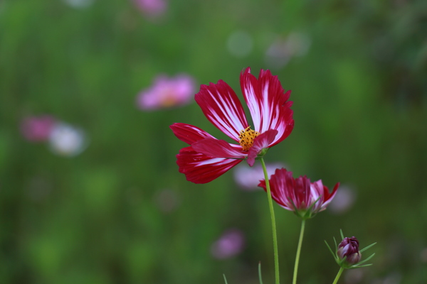 波斯菊