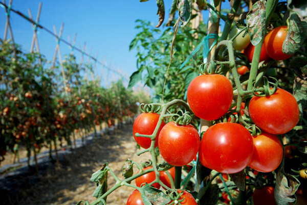果园里的西红柿图片