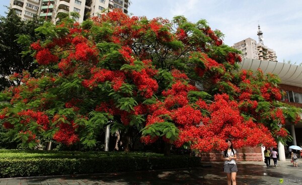 火红的凤凰花