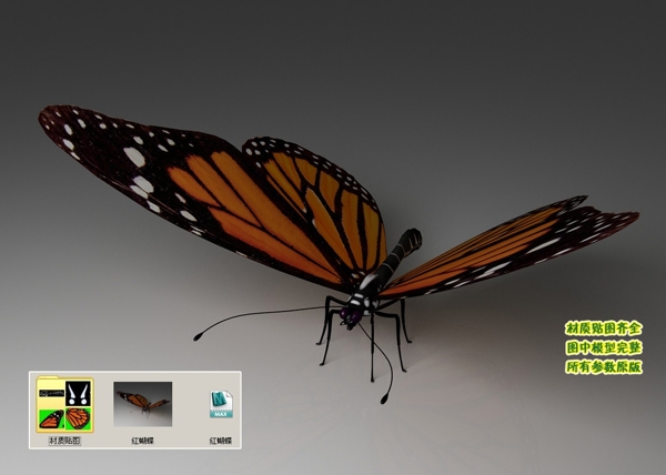 红蝴蝶3D三维模型建模图片