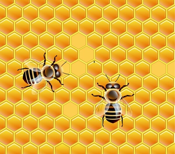 蜜蜂与蜂巢图片