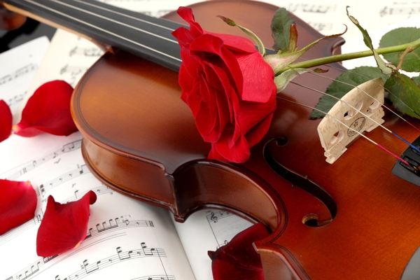 玫瑰花瓣和小提琴音乐书图片