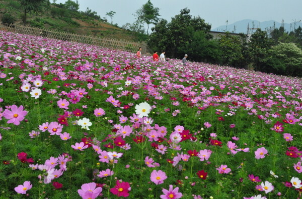 花海