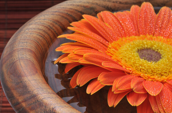 水缸里美丽的橙色花朵图片