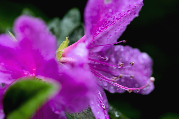 雨后杜鹃花