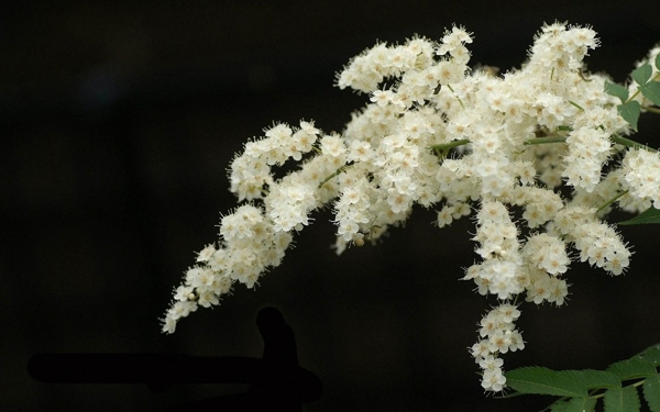 位图植物花朵写实花卉高清免费素材