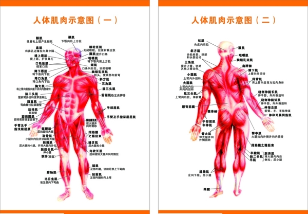 人体肌肉示意图人体肌肉分布图片