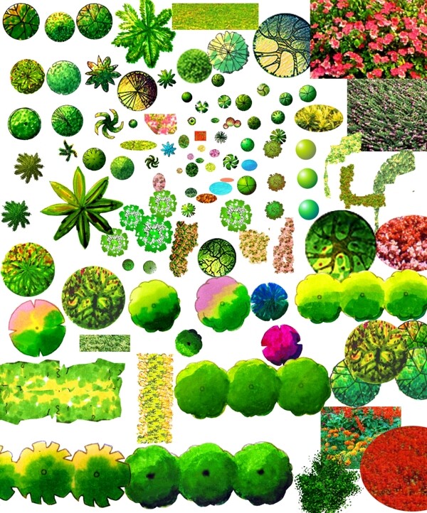 景观植物彩平图