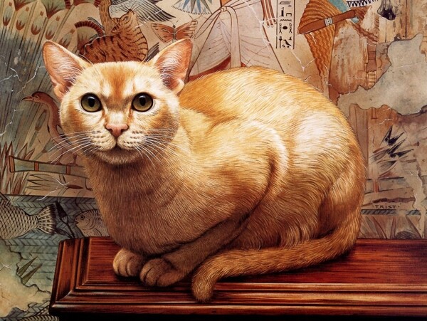 猫咪宠物手绘画46猫